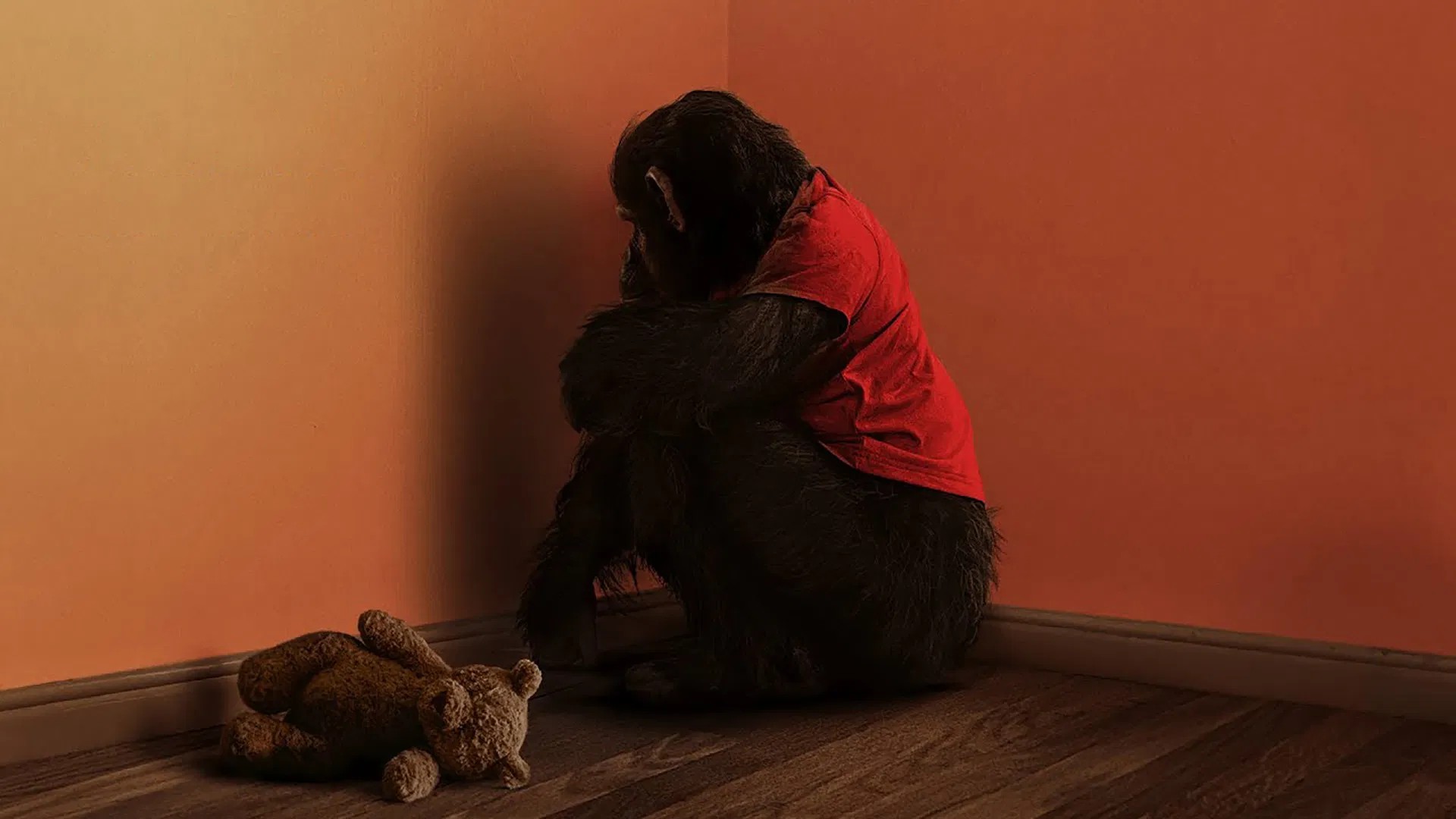 Primate မျောက်ကြီး